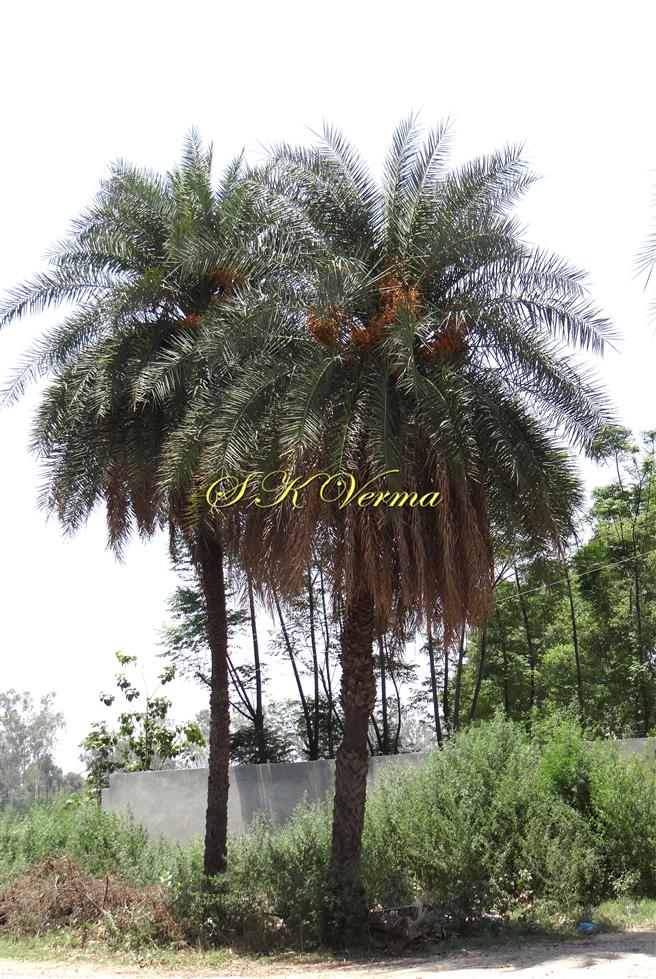  Female Plants